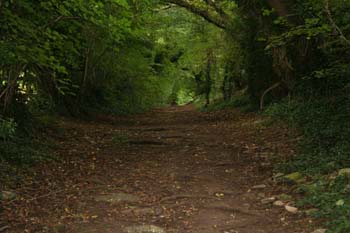 A tree covered pathway leading through the woodlands